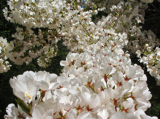 Cherry Blossoms