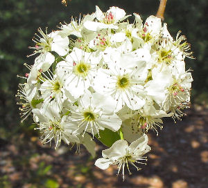 Pear Blossoms