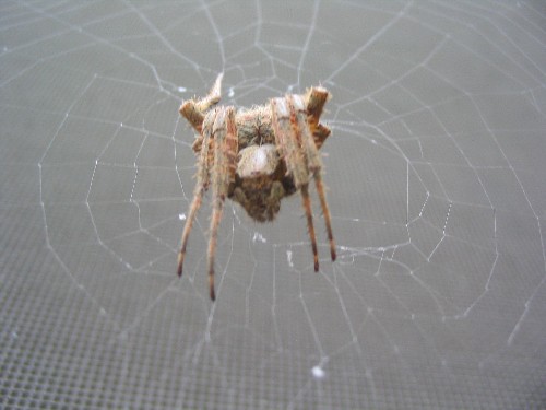 Macro shot of a brown spider on it's web.