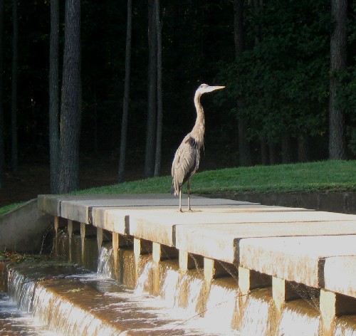 Heron basking in the morning light.