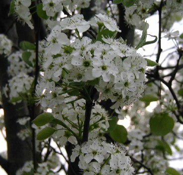 Close-up shot of flowering Bradford pear tree.