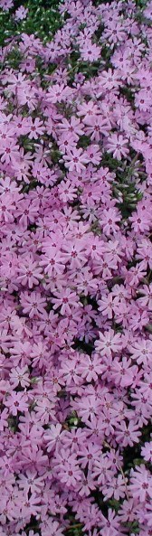 Tall picture of purple Phlox.