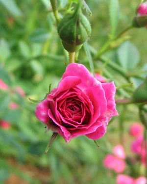 Miniature rose, pink.